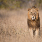 Lion in South Africa