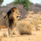 Lion in Kalahari Private Reserve, South Africa