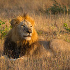 Lion in South Africa