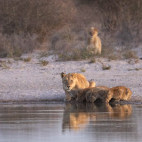 Lioness and cubs in Kalahari Private Reserve, South Africa