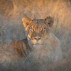 Lioness in Kalahari Private Reserve, South Africa
