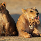 Lioness with cubs in the Kalahari Desert, South Africa