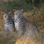 Leopard and cub in MalaMala Game Reserve in South Africa