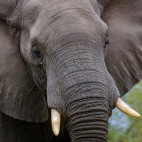 African elephant in MalaMala Game Reserve in South Africa