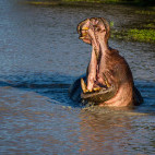 Hippo in MalaMala Game Reserve in South Africa