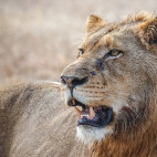 Lion in MalaMala Game Reserve in South Africa