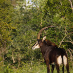 Sable in MalaMala Game Reserve in South Africa