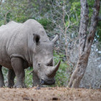 White rhino in MalaMala Game Reserve in South Africa