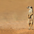 Meerkat