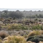 Meerkat in South Africa