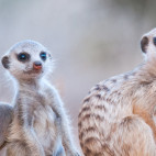 Meerkat in South Africa.