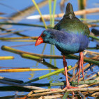 African purple swamp hen in Rondevlei Nature Reserve, Cape Town