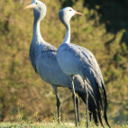 Blue crane along the Garden Route in South Africa.
