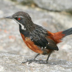 Cape rockjumper in Hermanus.