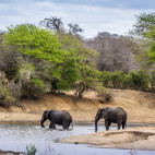 Elephants in Kruger National Park, South Africa