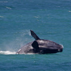 Southern right whale near Hermanus, South Africa