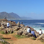 Whale watching at Hermanus, South Africa