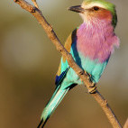 Lilac-breasted roller in South Africa