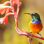 Orange-breasted sunbird in South Africa.