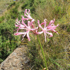 Nerine in Royal Natal National Park in South Africa.