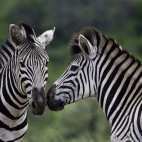 Pair of Burchell's zebra in Hluhluwe-iMfolozi Park, South Africa