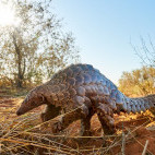 Pangolin.