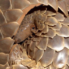 Pangolin.
