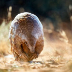 Pangolin.