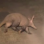 aardvark at night in south africa