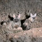 image of aardwolf with young, in south africa