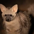 aardwolf in south africa