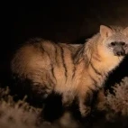 aardwolf at night in south africa