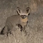 image of bat eared fox in south africa