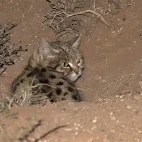 image of black footed cat in south africa