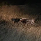 image of cape porcupine in south africa