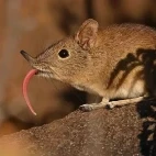 eastern rock sengi in south africa