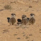 meerkats in south africa