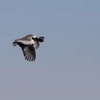 northern black korhaan in flight, in south africa