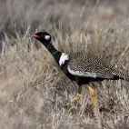 image of northern black korhaan in south africa
