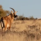 roan antelope in south africa