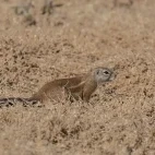 image of South African ground squirrel in south africa