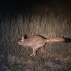 image of spring hare at night in south africa