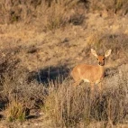 image of steenbox in south africa