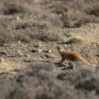 yellow mongoose in the shrubland, south africa