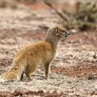 yellow mongoose in south africa