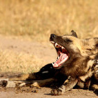African wild dog in Sabi Sands Game Reserve, South Africa