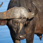 Buffalo in Sabi Sands Game Reserve, South Africa