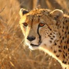 Cheetah in Sabi Sands Game Reserve, South Africa