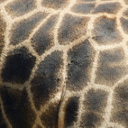 Giraffe in Sabi Sands Game Reserve, South Africa
