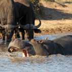 Hippo & buffalo in Sabi Sands Game Reserve, South Africa